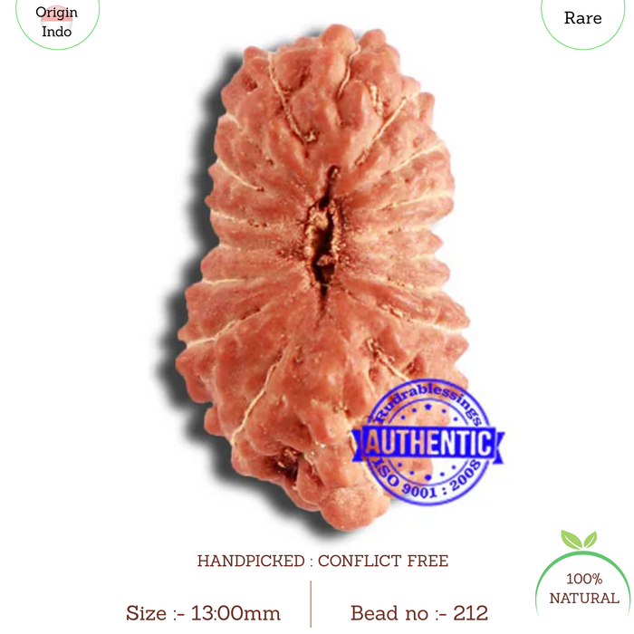 18 Mukhi Rudraksha from Indonesia - Bead No. 212