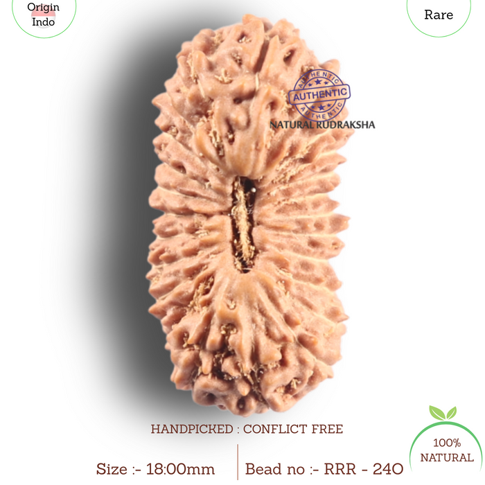 24 Mukhi Rudraksha from Indonesia - Bead No. O