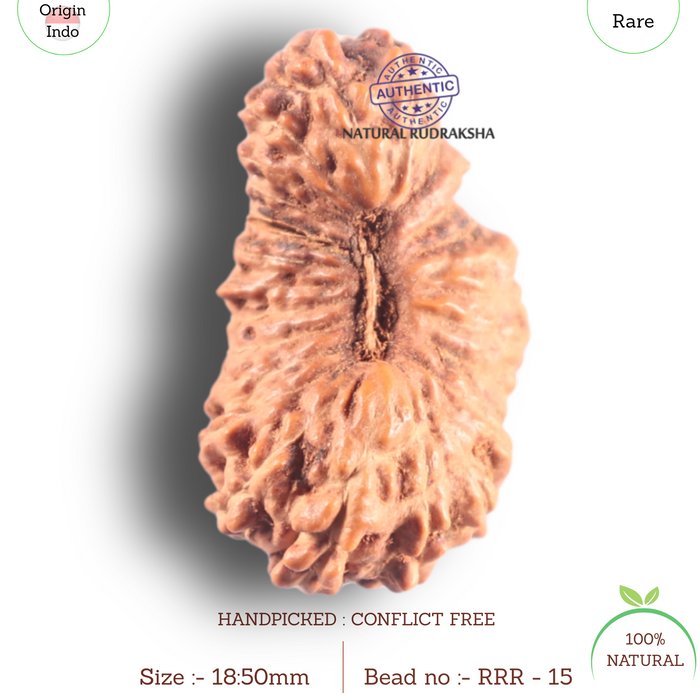 26 Mukhi Rudraksha from Indonesia O