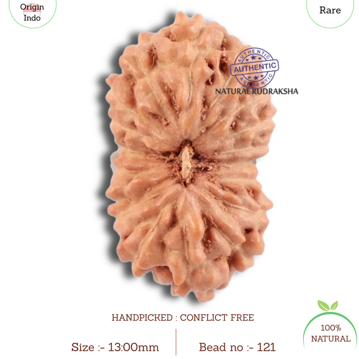 18 Mukhi Rudraksha from Indonesia - Bead No. 121