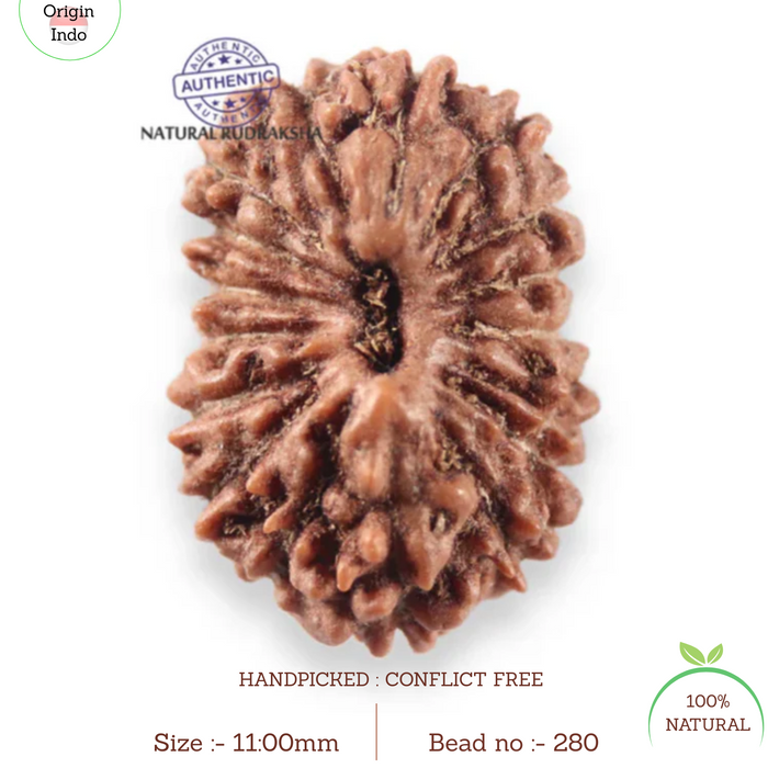 17 Mukhi Rudraksha from Indonesia - Bead No. 280