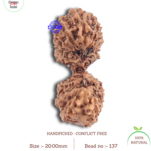 Load image into Gallery viewer, 17 Mukhi Gaurishankar Rudraksha from Indonesia - Bead No. 137
