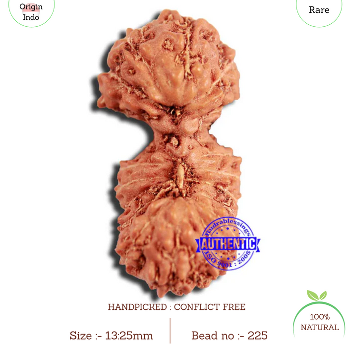 18 Mukhi Rudraksha from Indonesia - Bead No. 225