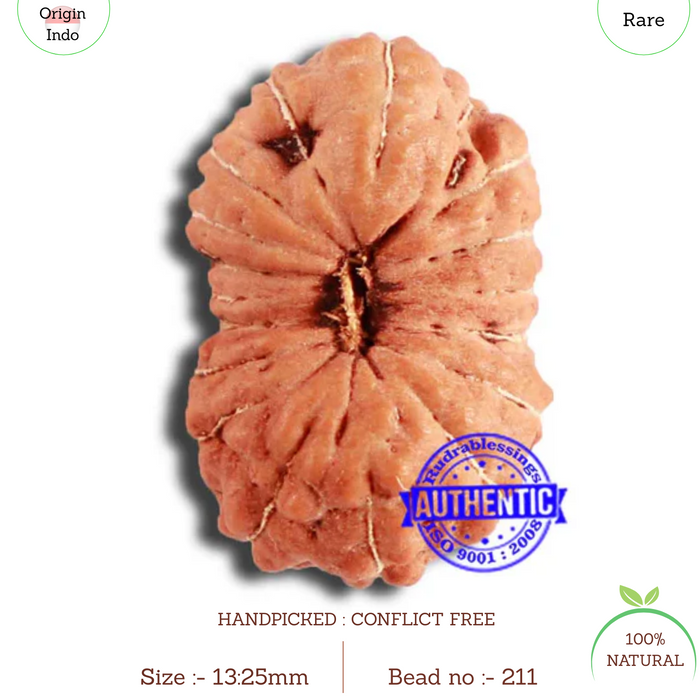 18 Mukhi Rudraksha from Indonesia - Bead No. 211