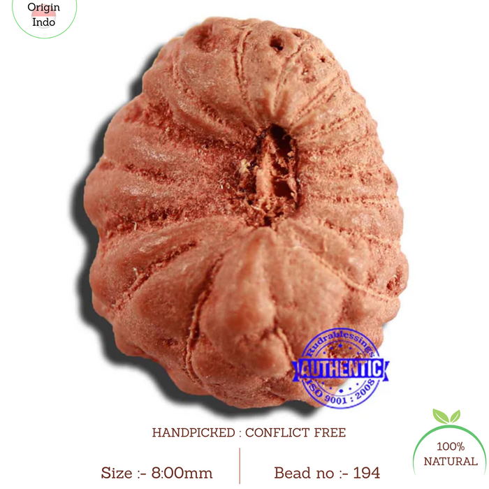 17 Mukhi Rudraksha from Indonesia - Bead No. 194