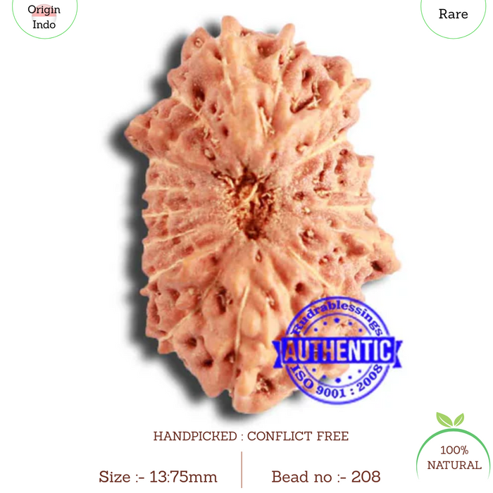 18 Mukhi Rudraksha from Indonesia - Bead No. 208