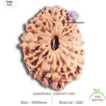 Load image into Gallery viewer, 17 Mukhi Rudraksha from Indonesia - Bead No. 222
