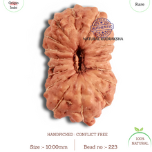 Load image into Gallery viewer, 18 Mukhi Rudraksha from Indonesia - Bead No. 223
