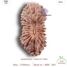 Load image into Gallery viewer, 24 Mukhi Rudraksha from Indonesia - Bead No. Y
