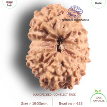 Load image into Gallery viewer, 14 mukhi Indonesian Rudraksha -  Bead No. 433
