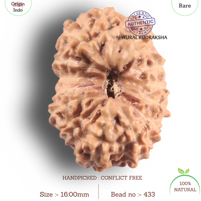 14 mukhi Indonesian Rudraksha -  Bead No. 433