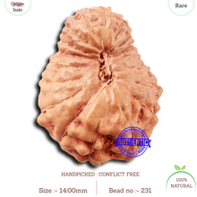 Load image into Gallery viewer, 18 Mukhi Rudraksha from Indonesia - Bead No. 231
