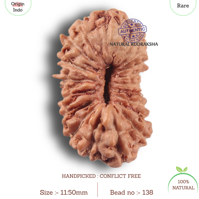 19 Mukhi Indonesian Rudraksha - Bead 138