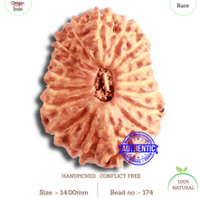 Load image into Gallery viewer, 18 Mukhi Rudraksha from Indonesia - Bead No. 174

