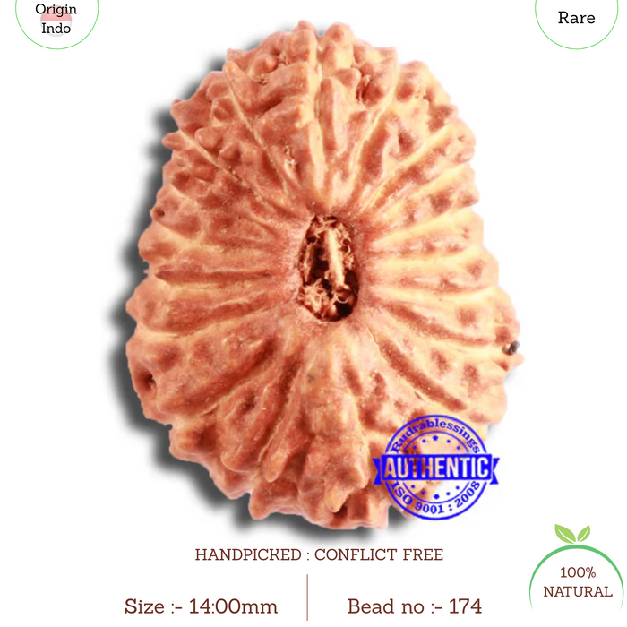 18 Mukhi Rudraksha from Indonesia - Bead No. 174