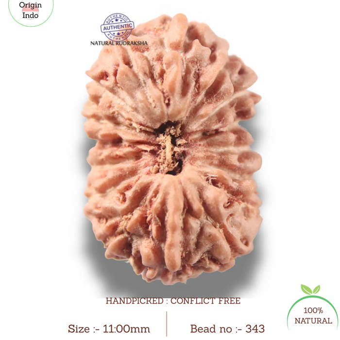 16 Mukhi Rudraksha from Indonesia - Bead No 343