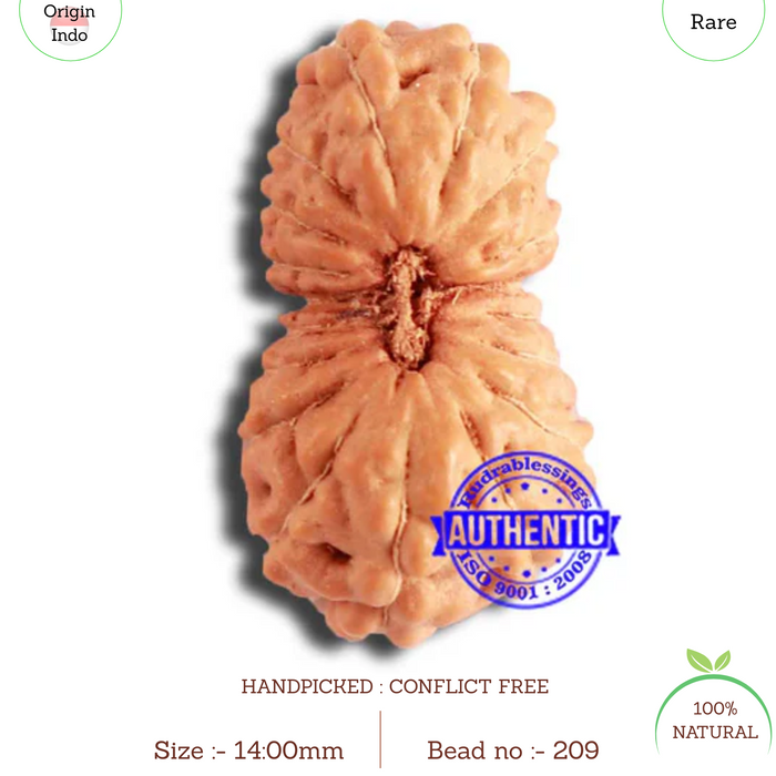 18 Mukhi Rudraksha from Indonesia - Bead No. 209