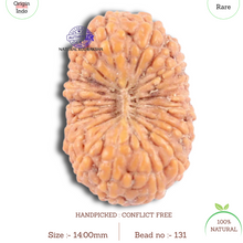 Load image into Gallery viewer, 18 Mukhi Rudraksha from Indonesia - Bead No. 131
