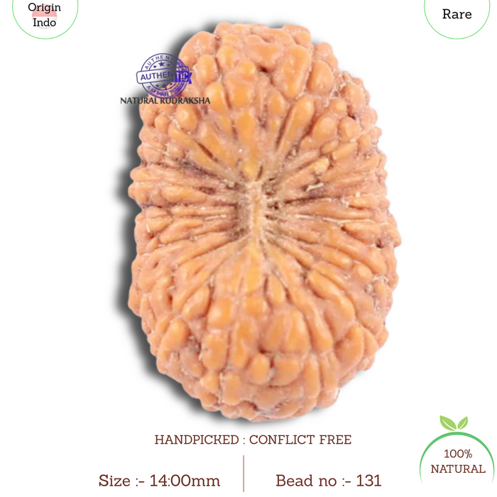 18 Mukhi Rudraksha from Indonesia - Bead No. 131