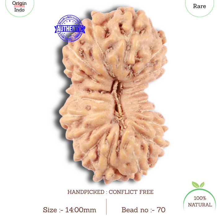18 Mukhi Rudraksha from Indonesia - Bead No. 70
