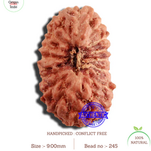 Load image into Gallery viewer, 16 Mukhi Rudraksha from Indonesia - Bead No 245
