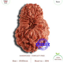 Load image into Gallery viewer, 18 Mukhi Rudraksha from Indonesia - Bead No. 204
