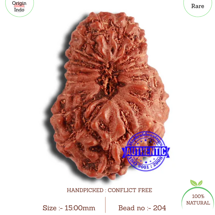 18 Mukhi Rudraksha from Indonesia - Bead No. 204