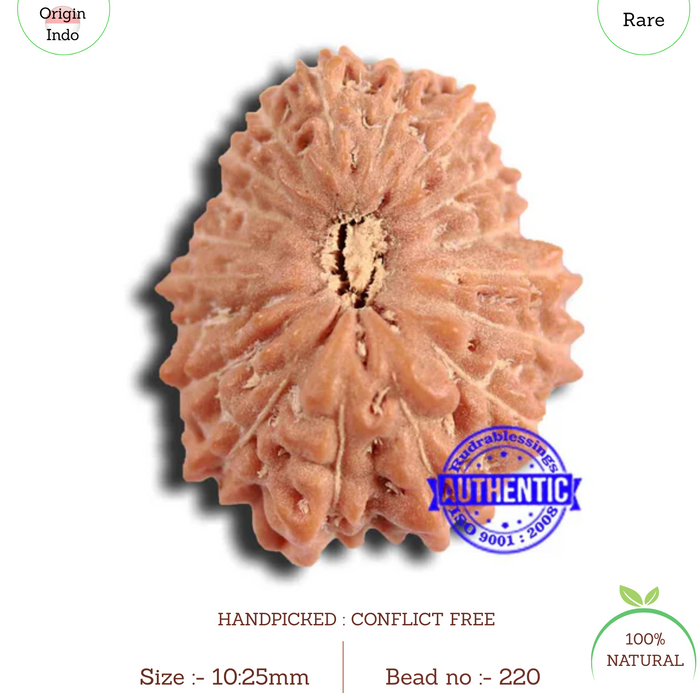 18 Mukhi Rudraksha from Indonesia - Bead No. 220