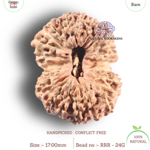 Load image into Gallery viewer, 24 Mukhi Rudraksha from Indonesia - Bead No. G
