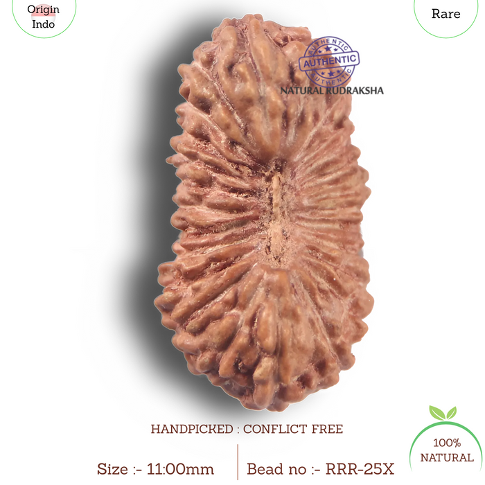 25 Mukhi Rudraksha from Indonesia