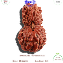 Load image into Gallery viewer, 18 Mukhi Rudraksha from Indonesia - Bead No. 171
