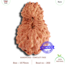 Load image into Gallery viewer, 18 Mukhi Rudraksha from Indonesia - Bead No. 202
