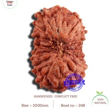 Load image into Gallery viewer, 16 Mukhi Rudraksha from Indonesia - Bead No 248
