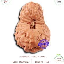 Load image into Gallery viewer, 18 Mukhi Rudraksha from Indonesia - Bead No. 239
