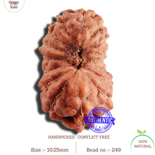 Load image into Gallery viewer, 16 Mukhi Rudraksha from Indonesia - Bead No 249
