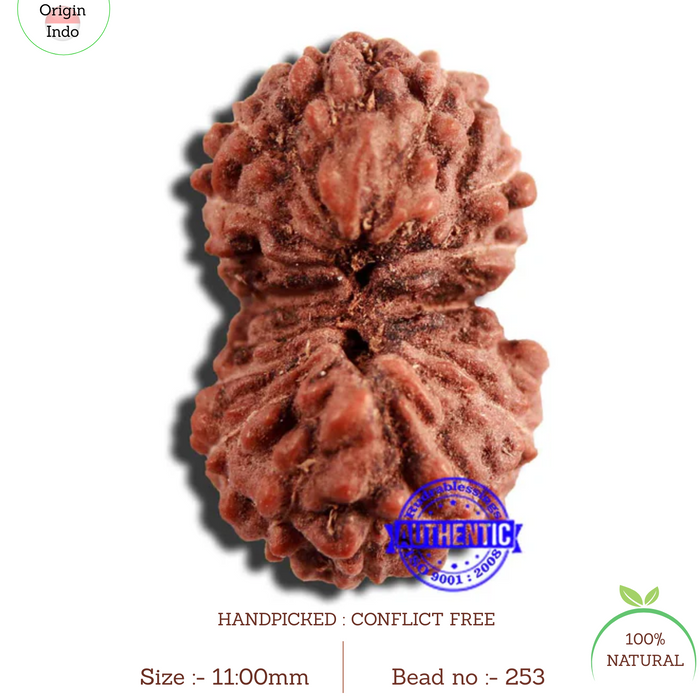 16 Mukhi Rudraksha from Indonesia - Bead No 253