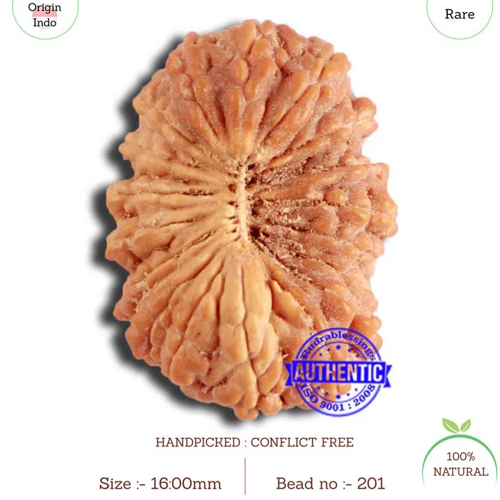 18 Mukhi Rudraksha from Indonesia - Bead No. 201