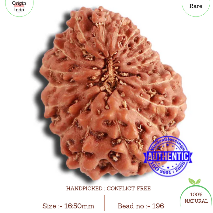 18 Mukhi Rudraksha from Indonesia - Bead No. 196