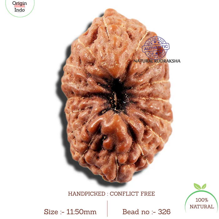 16 Mukhi Rudraksha from Indonesia - Bead No 326