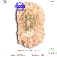 Load image into Gallery viewer, 18 Mukhi Rudraksha from Indonesia - Bead No. 147
