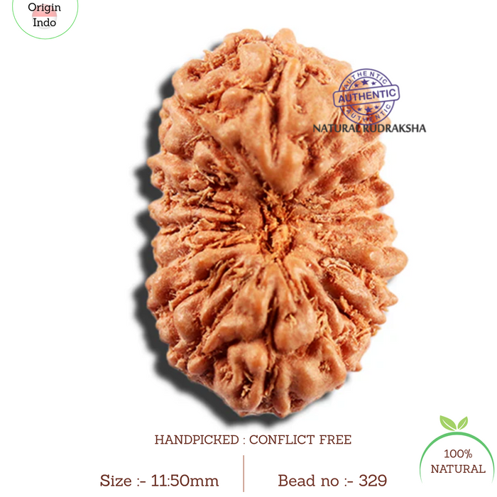 16 Mukhi Rudraksha from Indonesia - Bead No 329