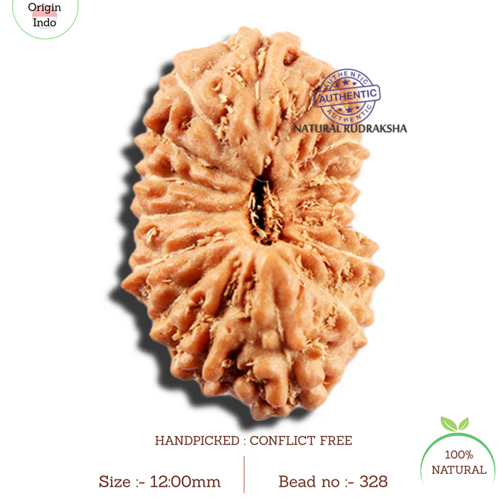 16 Mukhi Rudraksha from Indonesia - Bead No. 328