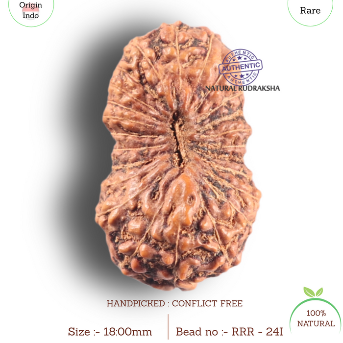 Twenty four Mukhi Rudraksha from Indonesia - Bead No. i
