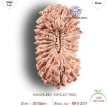 Load image into Gallery viewer, 25 Mukhi Rudraksha from Indonesia
