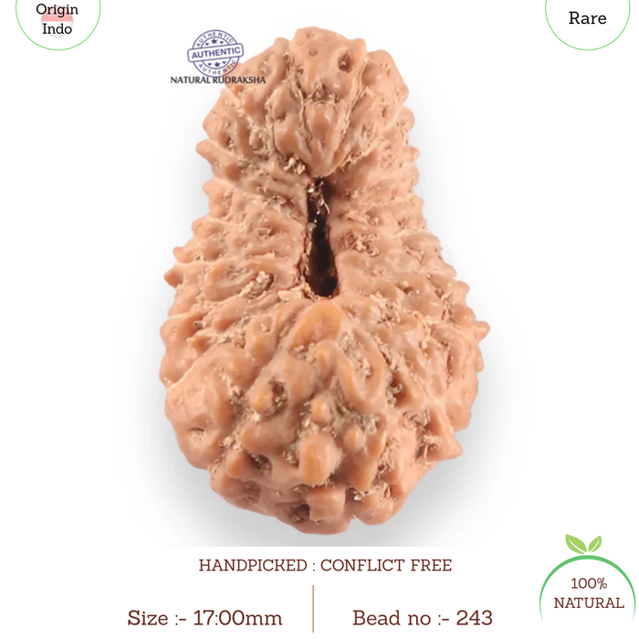 18 Mukhi Rudraksha from Indonesia - Bead No. 243