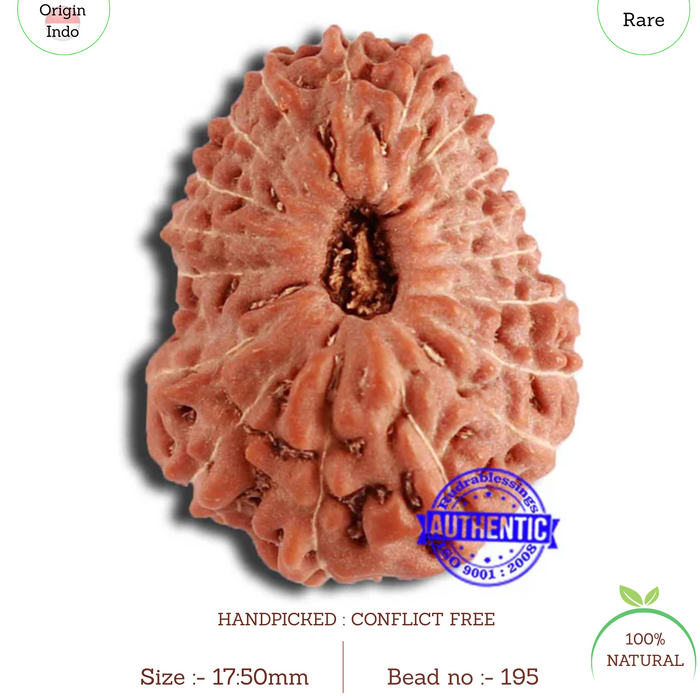 18 Mukhi Rudraksha from Indonesia - Bead No. 195