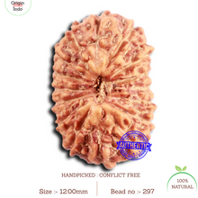 Load image into Gallery viewer, 16 Mukhi Rudraksha from Indonesia - Bead No. 297
