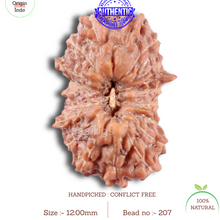 Load image into Gallery viewer, 16 Mukhi Rudraksha from Indonesia - Bead No. 207
