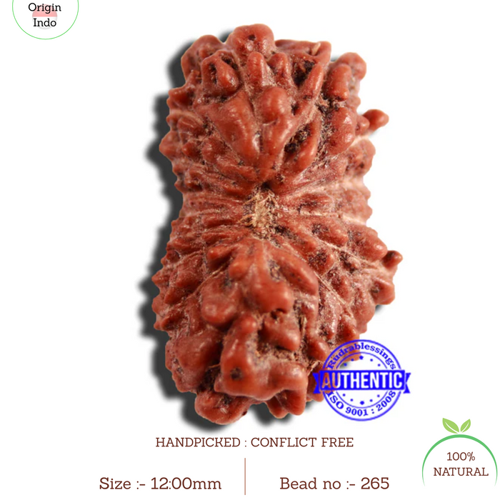 16 Mukhi Rudraksha from Indonesia - Bead No 265