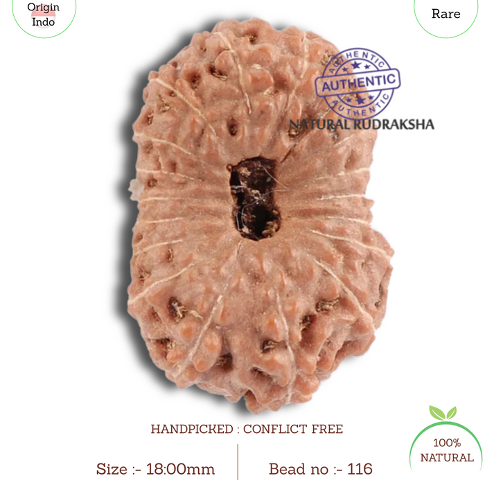 18 Mukhi Rudraksha from Indonesia - Bead No. 116